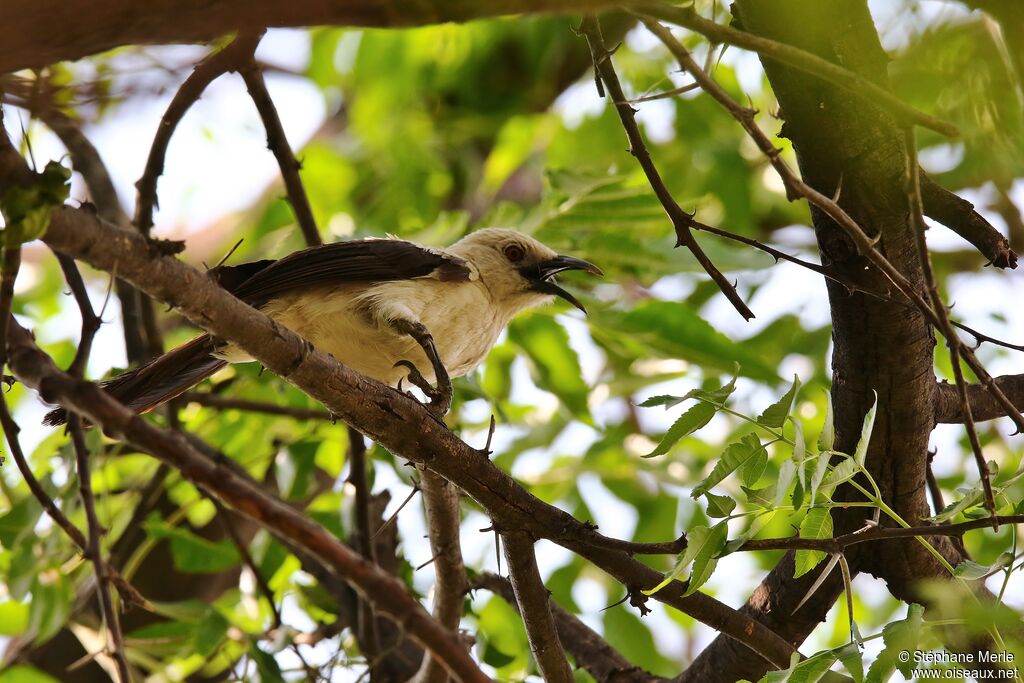 Southern Pied Babbleradult