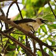 Southern Pied Babbler