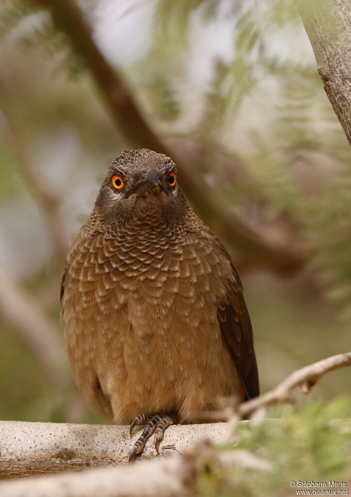 Brown Babbleradult