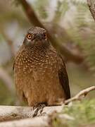 Brown Babbler