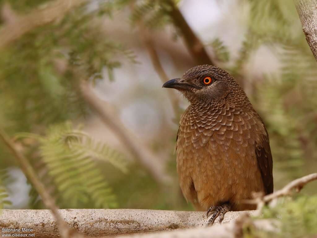 Brown Babbleradult, close-up portrait