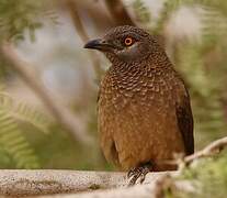 Brown Babbler