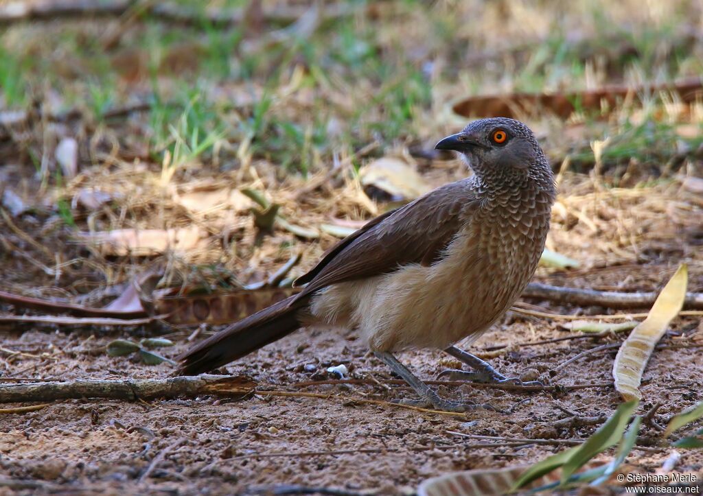 Brown Babbleradult