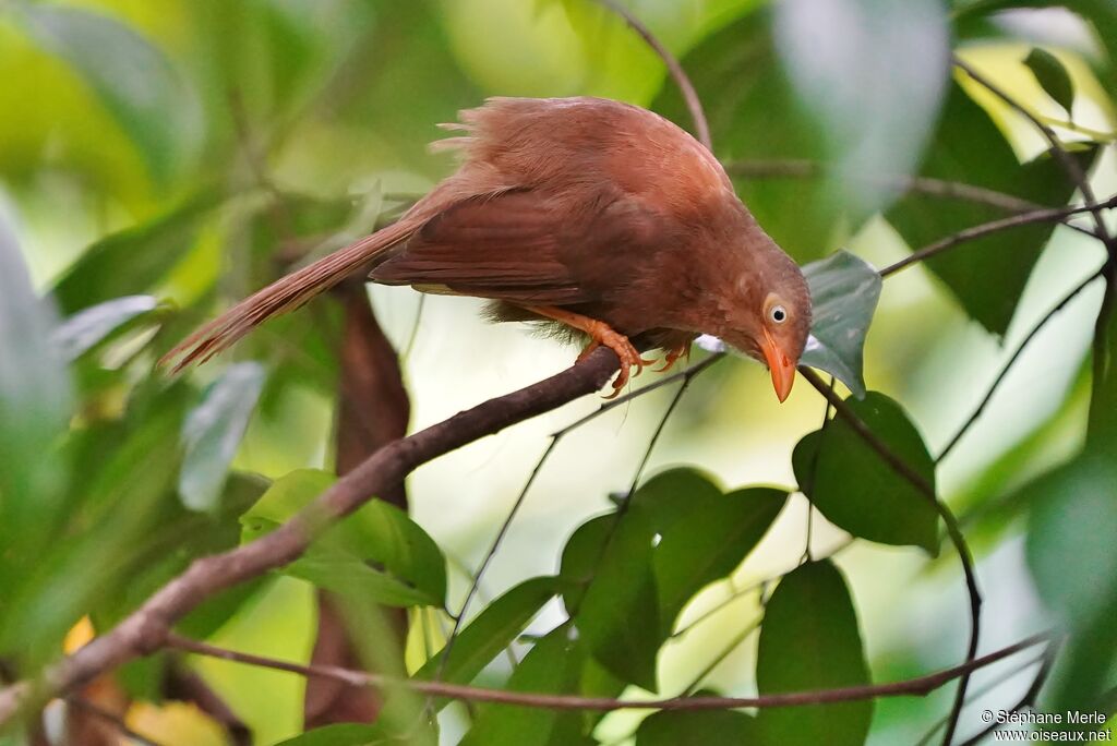 Orange-billed Babbleradult