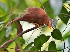 Orange-billed Babbler