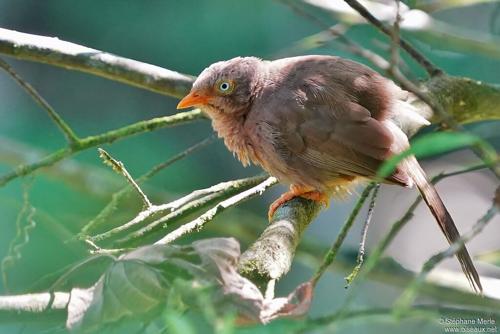 Orange-billed Babbleradult