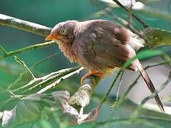 Orange-billed Babbler