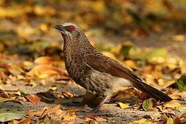 Hartlaub's Babbler