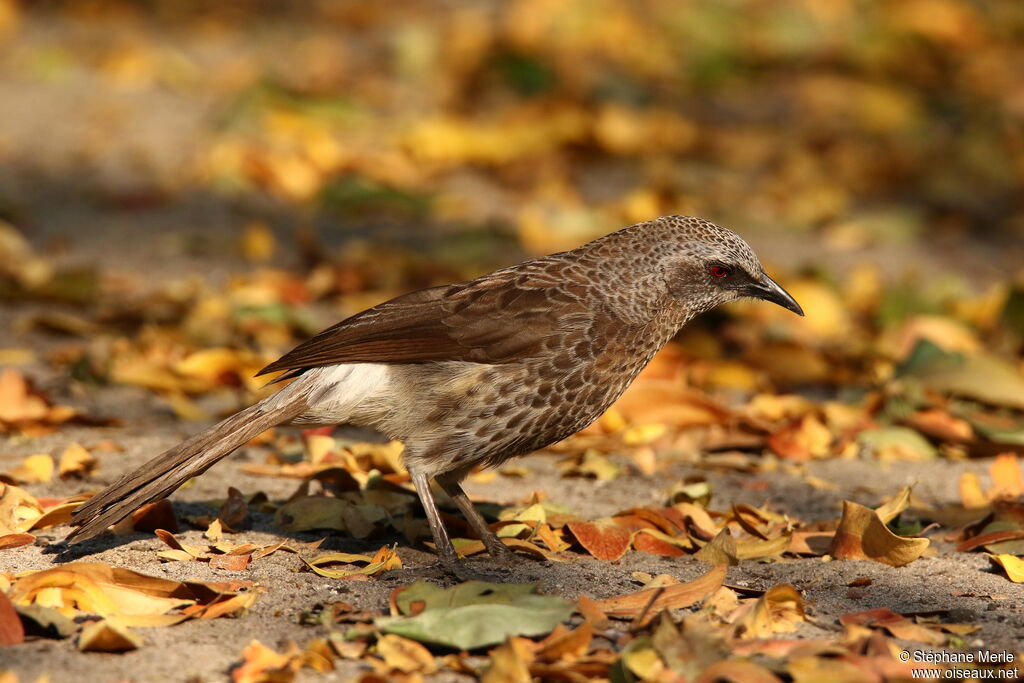 Hartlaub's Babbler