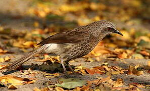 Hartlaub's Babbler