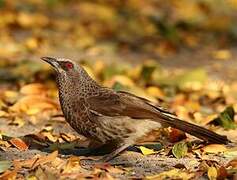 Hartlaub's Babbler