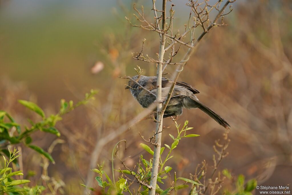 Black-lored Babbler