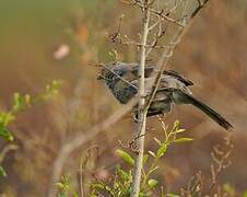 Black-lored Babbler