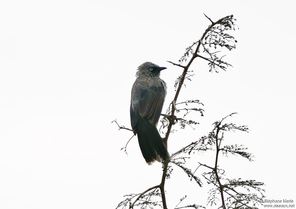 Black-lored Babbler