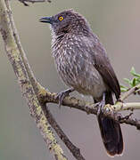 Arrow-marked Babbler