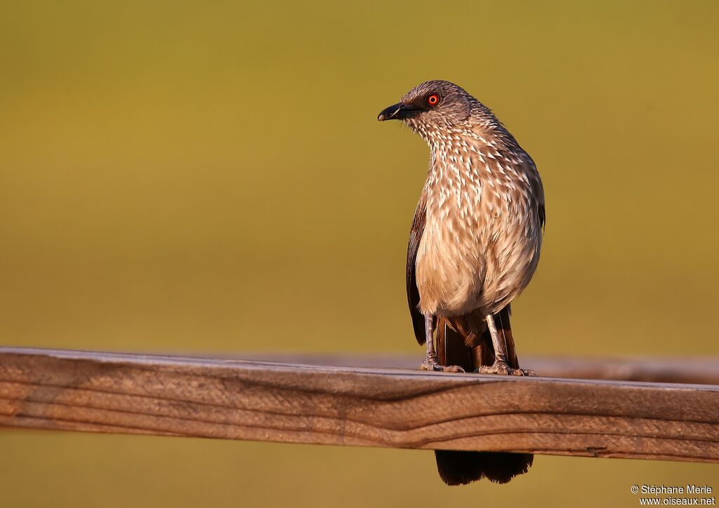 Arrow-marked Babbler