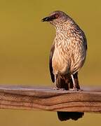 Arrow-marked Babbler