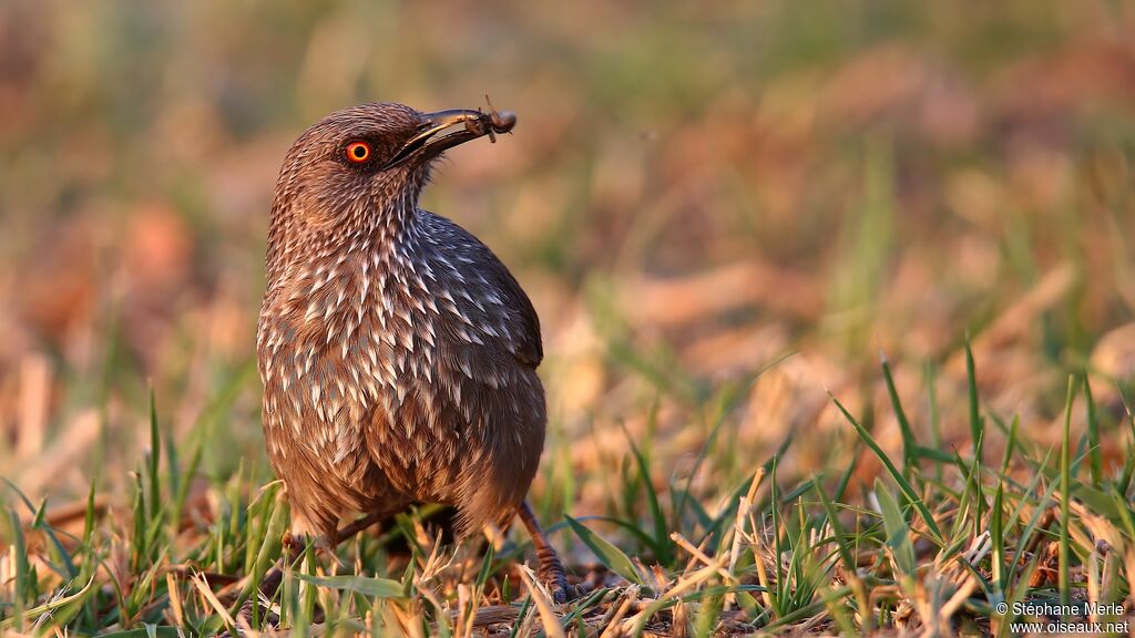 Arrow-marked Babbler