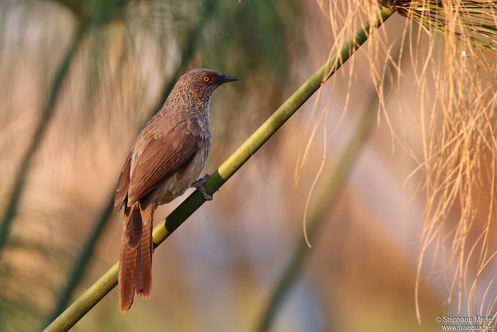 Arrow-marked Babbler