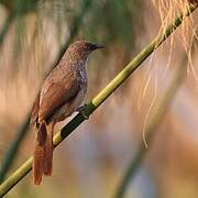 Arrow-marked Babbler