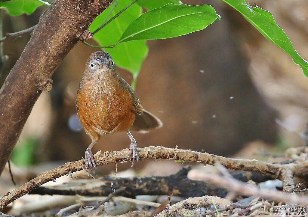 Rufous Chattereradult