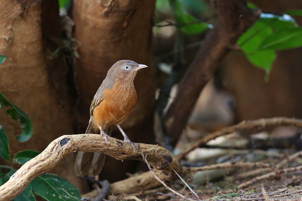 Rufous Chattereradult