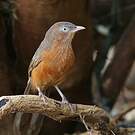 Cratérope rubigineux