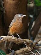 Rufous Chatterer