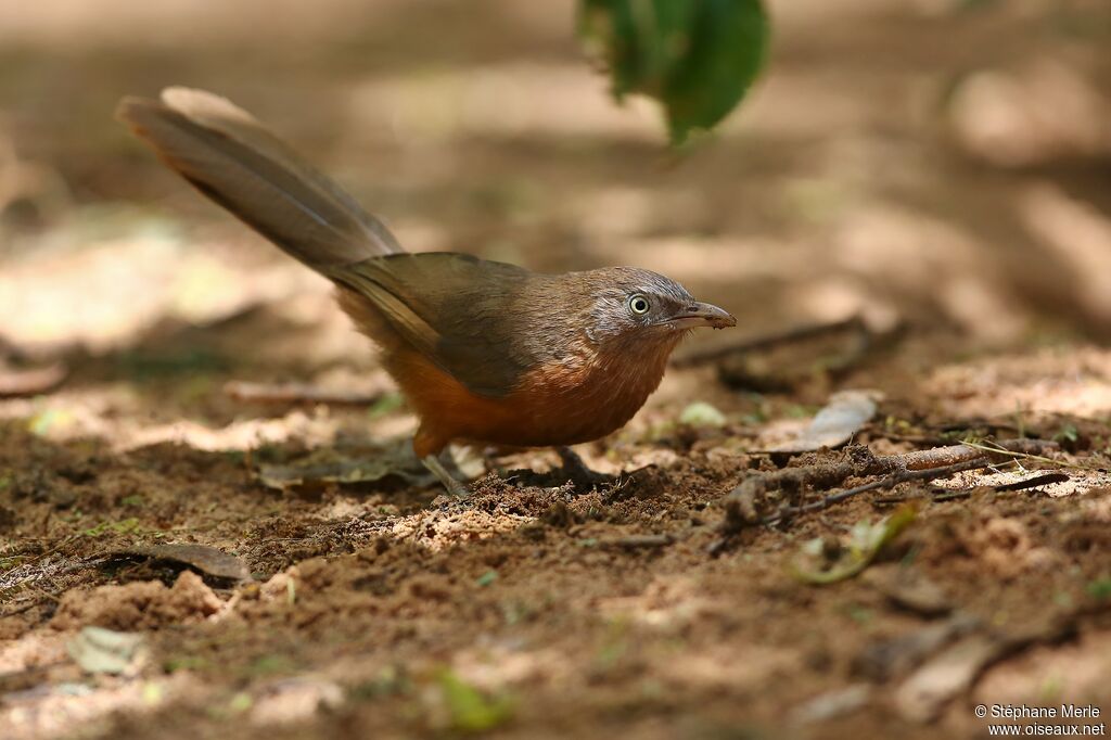 Rufous Chattereradult