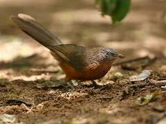 Rufous Chatterer