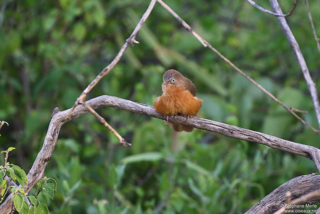 Rufous Chattereradult