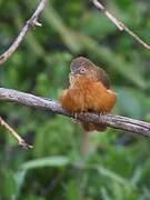 Rufous Chatterer