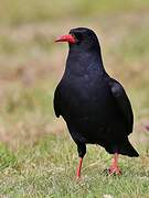 Red-billed Chough