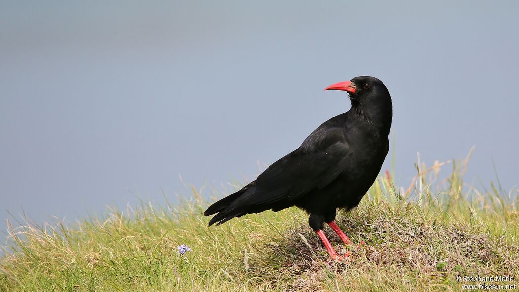 Red-billed Chough