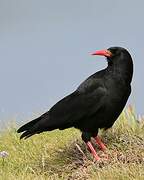 Red-billed Chough