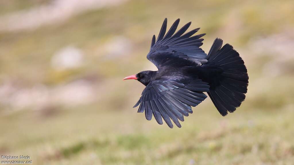 Red-billed Choughadult breeding, Flight