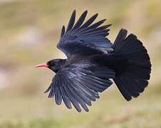 Red-billed Chough