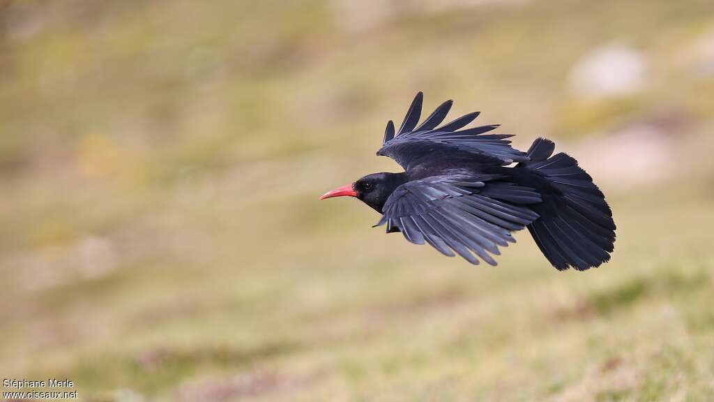 Red-billed Choughadult, Flight