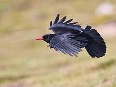 Red-billed Chough