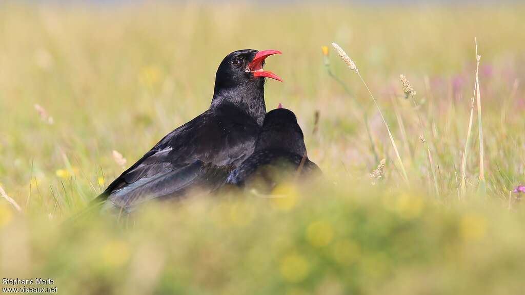 Red-billed Choughadult, song