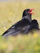 Red-billed Chough