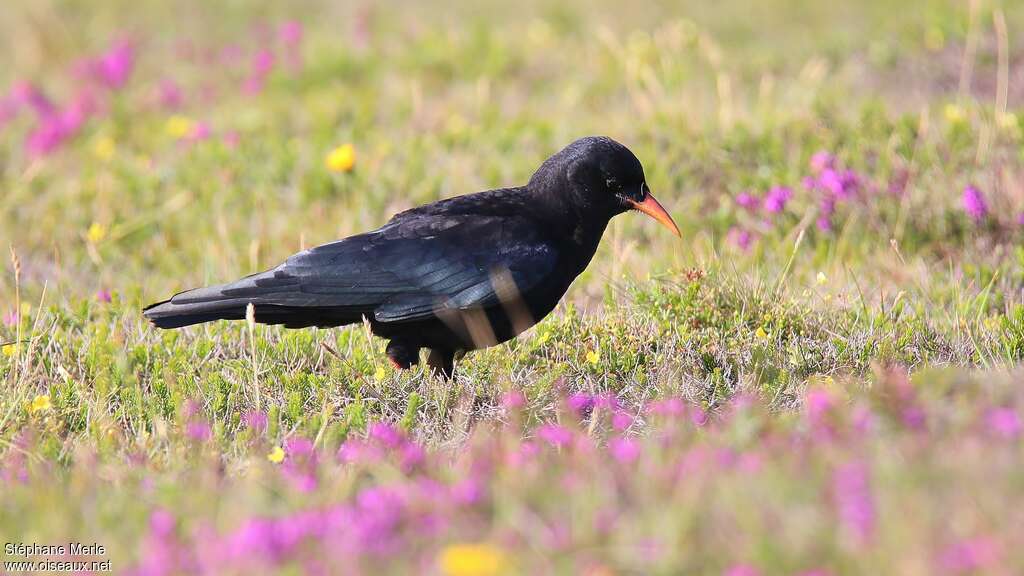 Red-billed ChoughFirst year, identification