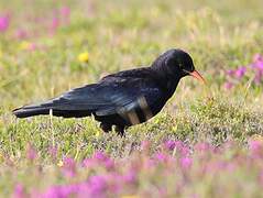 Red-billed Chough