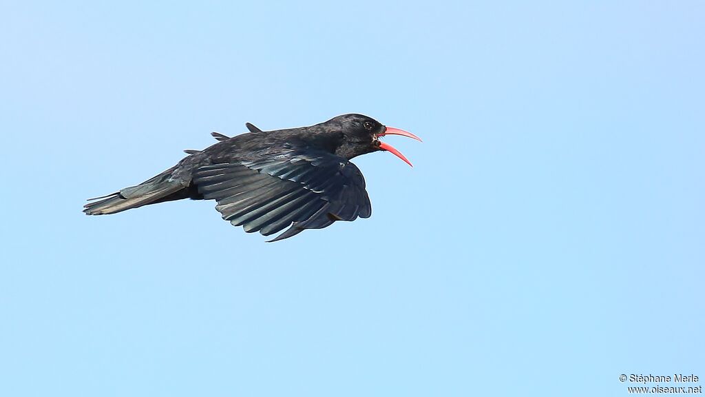 Red-billed Choughadult