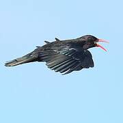 Red-billed Chough