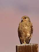 Greater Kestrel