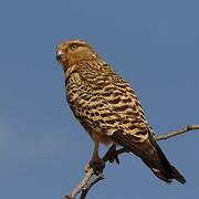 Greater Kestrel