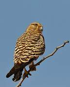 Greater Kestrel