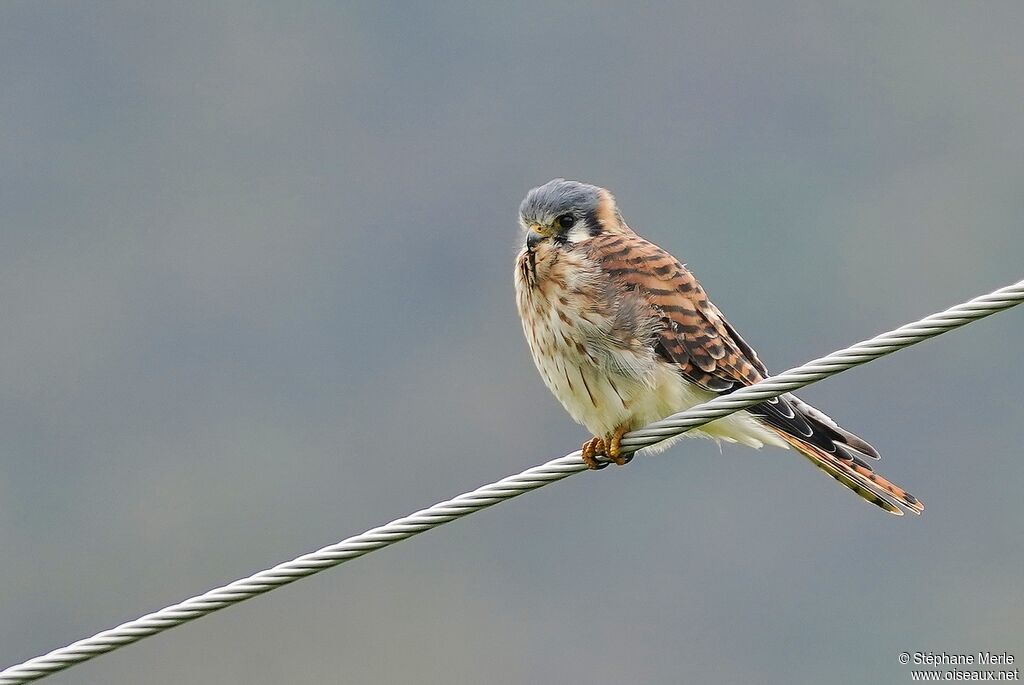 American Kestrel