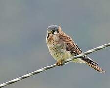 American Kestrel